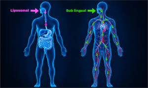 Sublingual glutathione vs. liposomal: absorption routes compared